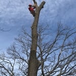 Tree service