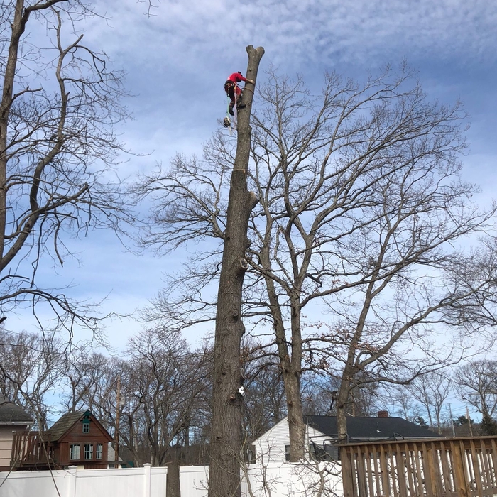 Tree service