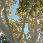 Sycamore Trees ornamental trims. Bishop, CA 2016