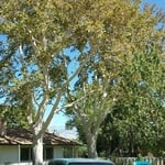 Sycamore Trees ornamental trims. Bishop, CA 2016