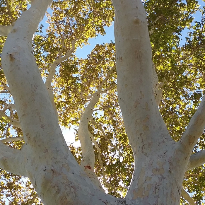 Sycamore Trees ornamental trims. Bishop, CA 2016