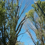 Dangerous Cottonwood Removal Bishop, CA