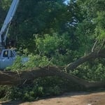 Box elder trimming
