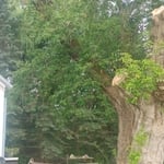 Box elder trimming