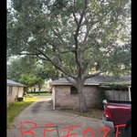 Oak tree removal