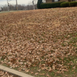 Before mulching