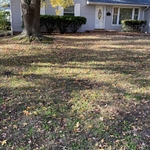 Leaf clean up