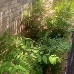 Rock bed before