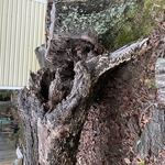 Tree Service Project