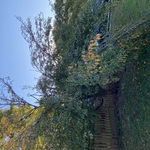 Tree Service Project