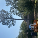 Tree Removal