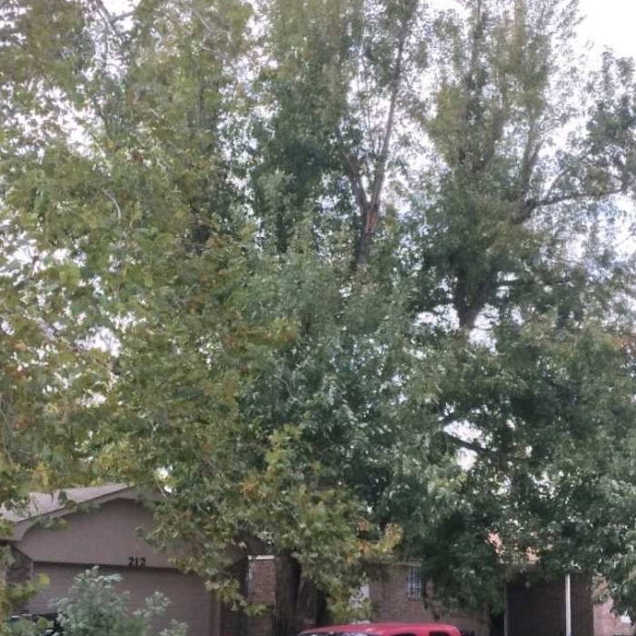 Large Tree Removal