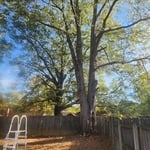 Tree Service Project