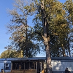 Tree Service Project