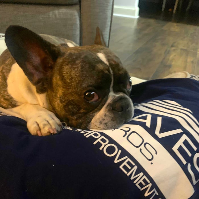 Company Dog