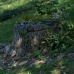 36 inch diameter ash on hill side.