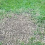 Stump Grinding