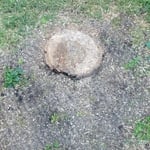 Stump Grinding
