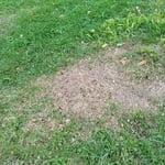 Stump Grinding