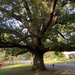 Large historical tree job