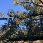 Large historical tree job