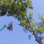 Country Club Tree Removal