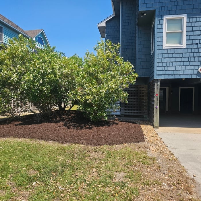 Trimmed oleanders