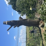 Massive Maple