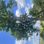 Massive Maple