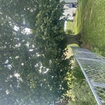 Massive Maple