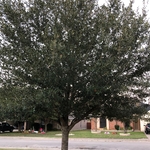 pruning