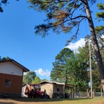 Leaning Pine
