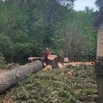 Big red oak