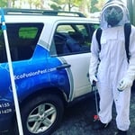 Wasps Nest Removal