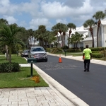 Sabal palms trimmed
