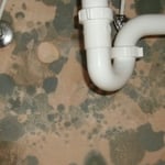 MOLD