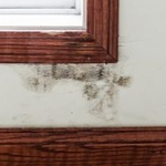 MOLD