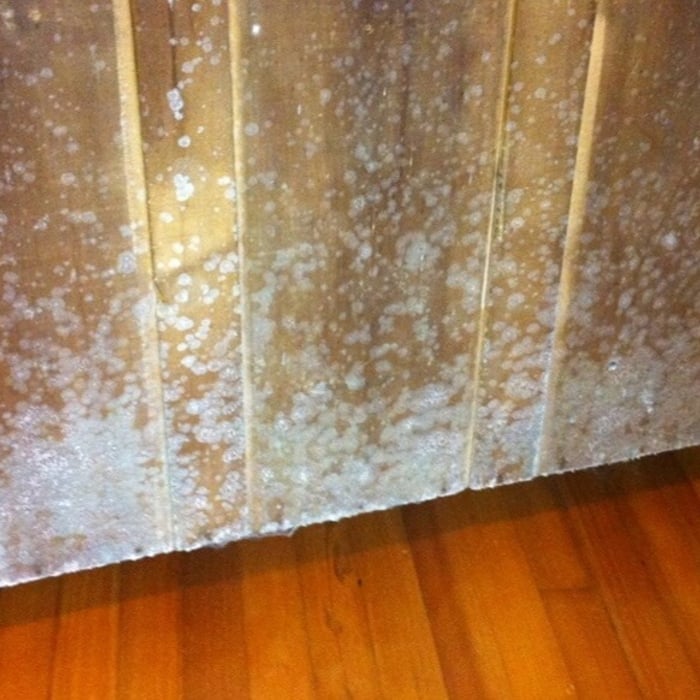 MOLD