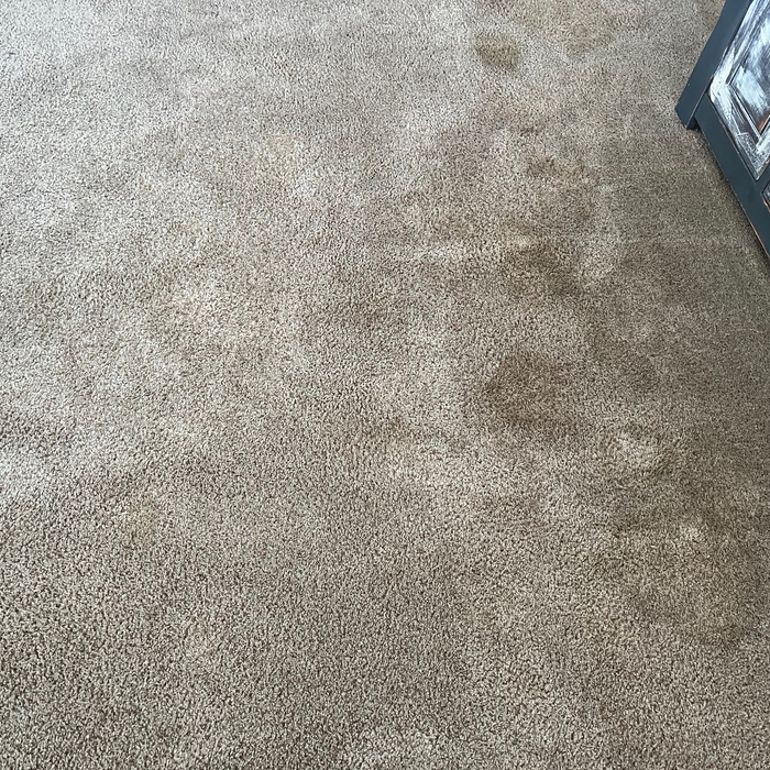 Lots and lots of pet stains (before cleaning)