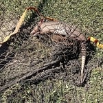 Tangled in a soccer net.