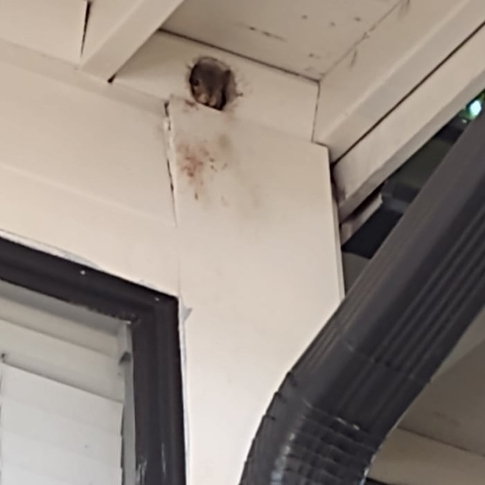 One of the squirrels came out to say 'Hi'.