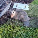 Removed and property owner safe and sound.