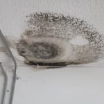 Visible Mold Growth