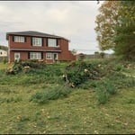 After the trees was taken down
