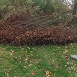 That branch was down for just long enough that it kept the grass from growing like it should've and it also killed some grass as well.