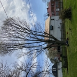 Tree Service Project