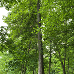 Large oak tree removal