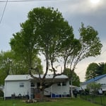 Tree Service Project