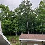 Tree Service Project