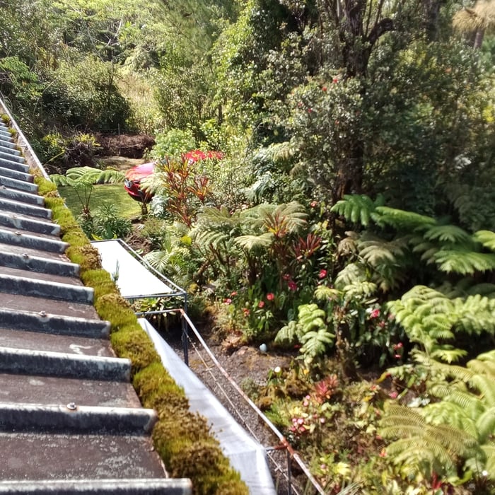 Gutter where stuffed with vegetation